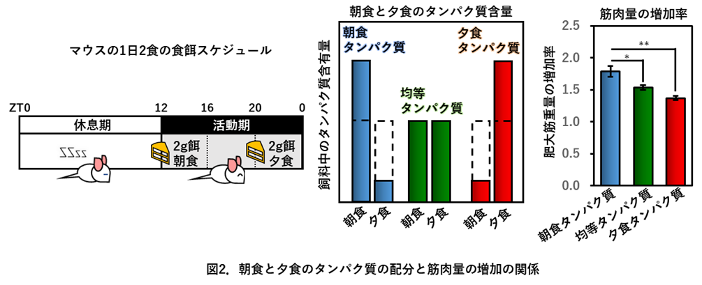 サインバルタは体重変化を引き起こす可能性がありますか?