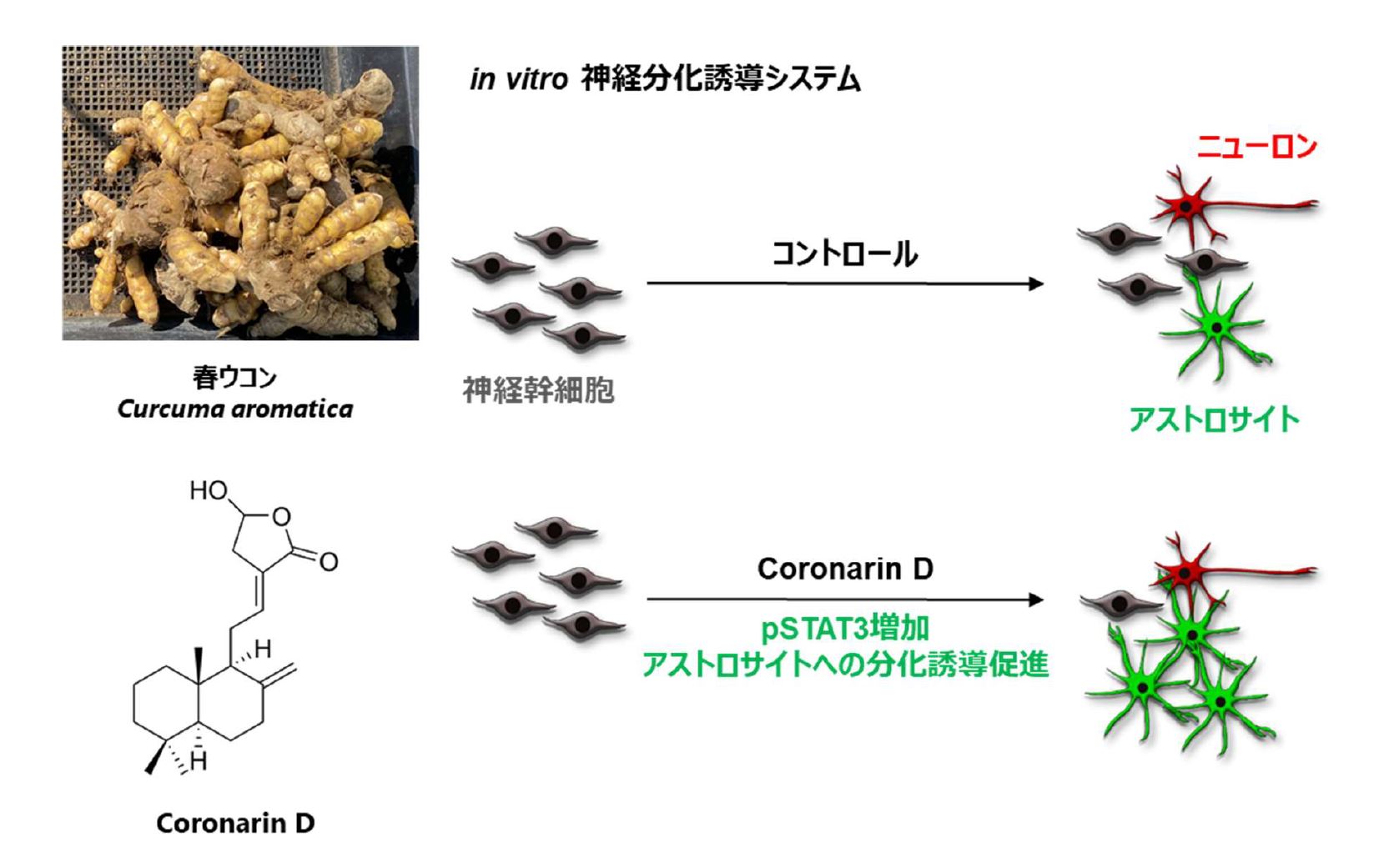 春ウコンに含まれる活性成分を同定 早稲田大学