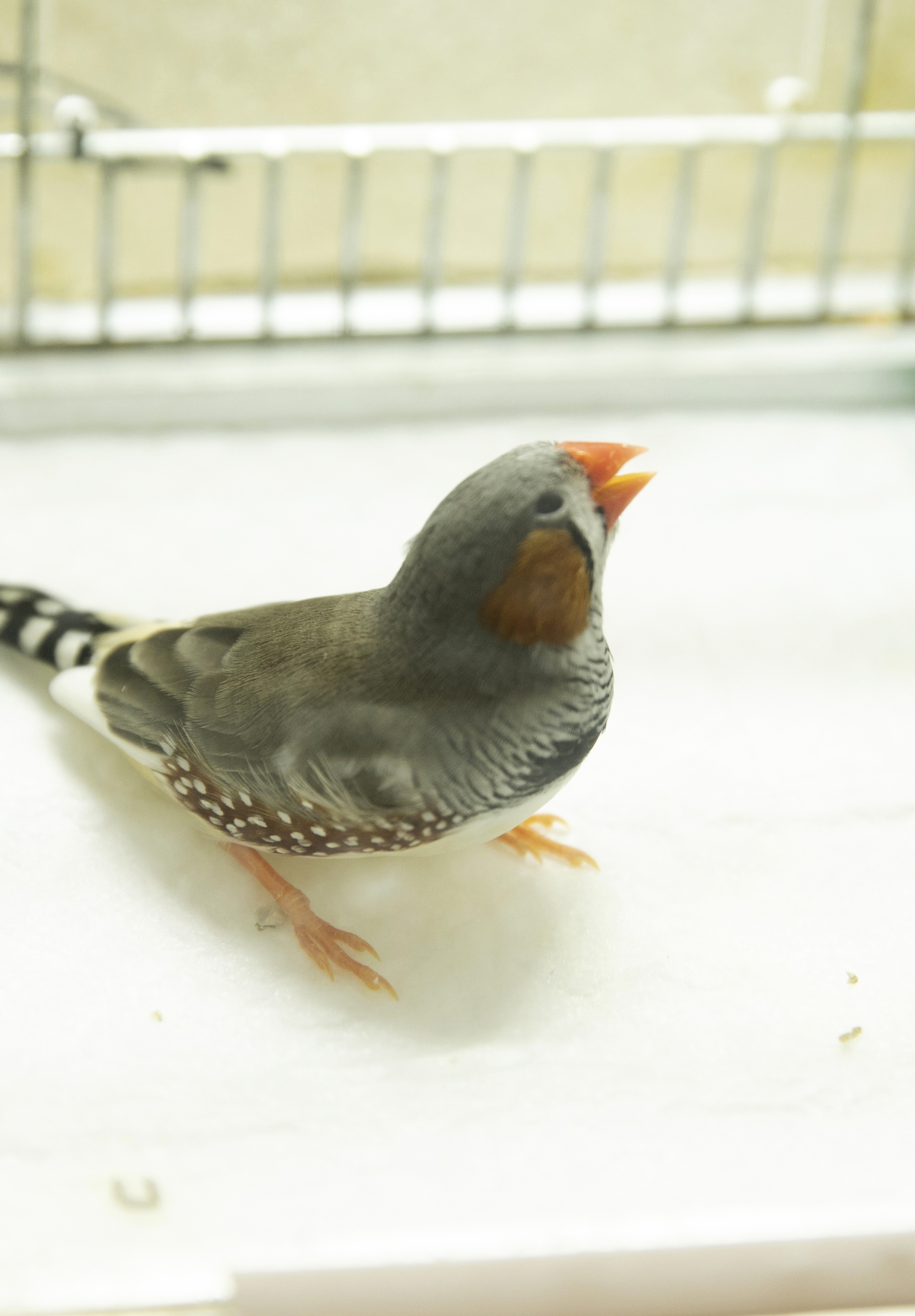 研究対象であるキンカチョウは、研究室内で飼育されている