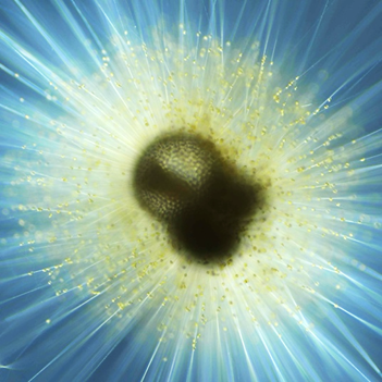 海洋生態学 マクロ沿岸海洋学 | 文部科学省科学研究費助成事業「学術変革