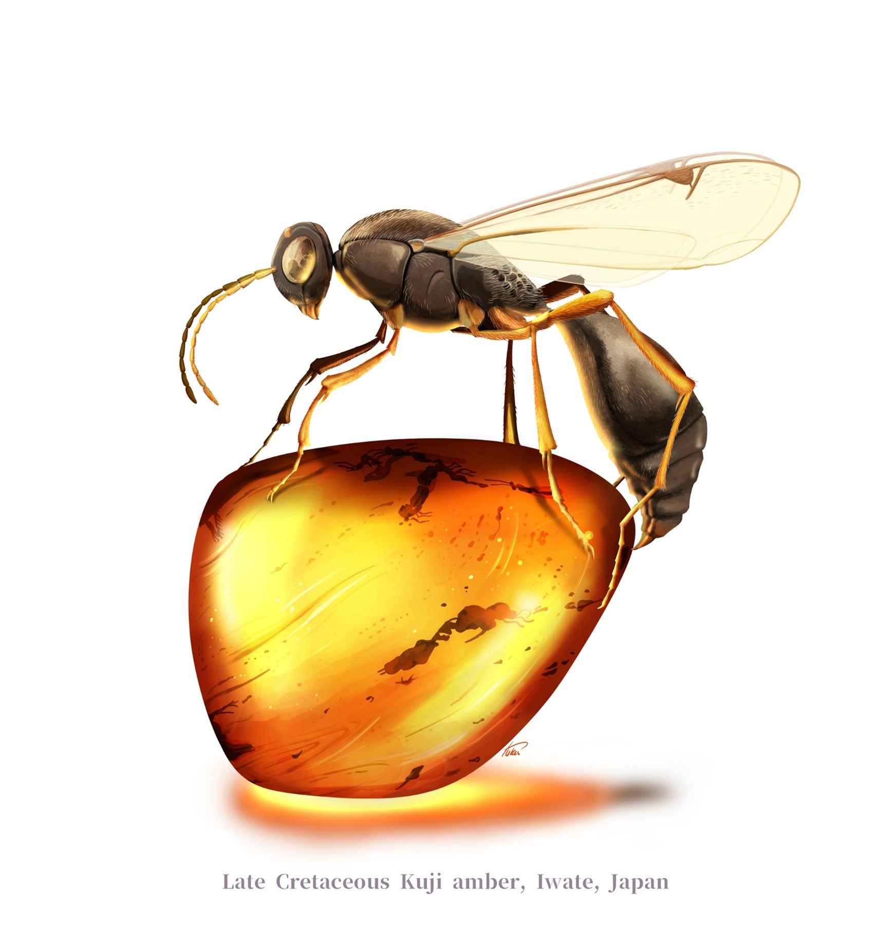 岩手県久慈市の琥珀から発見された 恐竜時代のシリボソクロバチ類化石