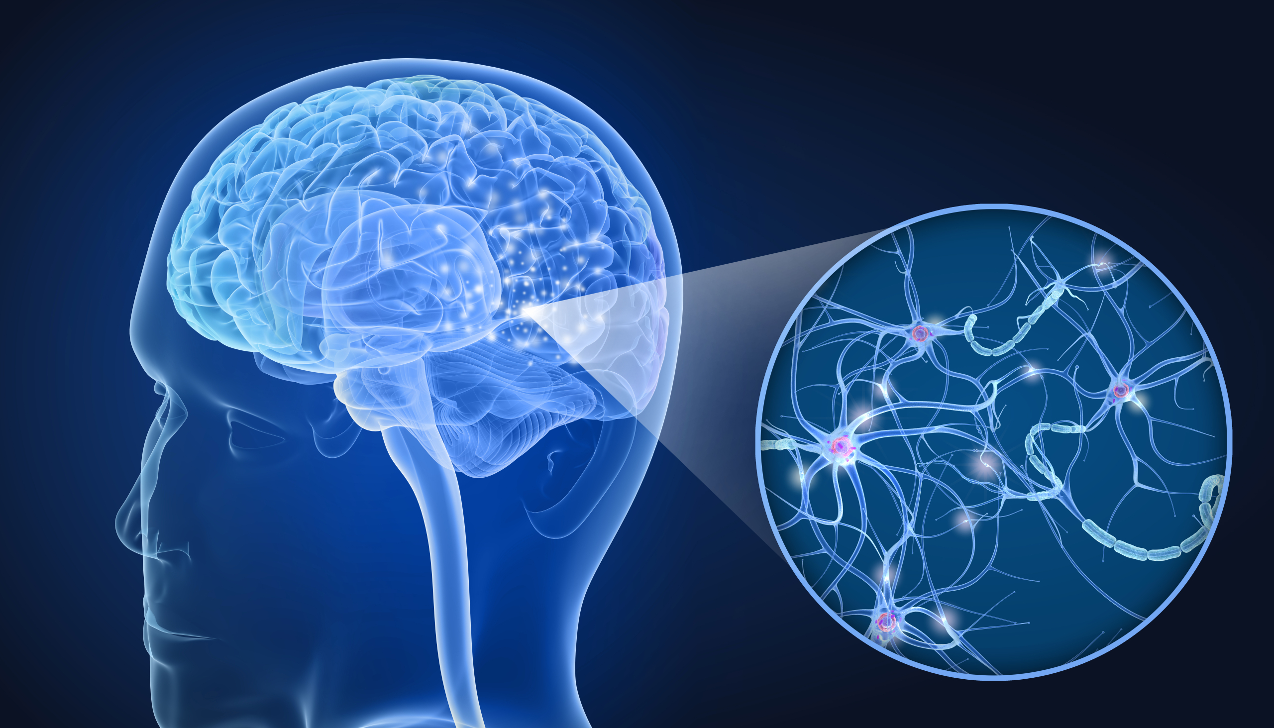 新生理科学大系 12 高次脳機能の生理学 脳の生理的な老化機構を解明 – Global Research Center (GRC) 早稲田
