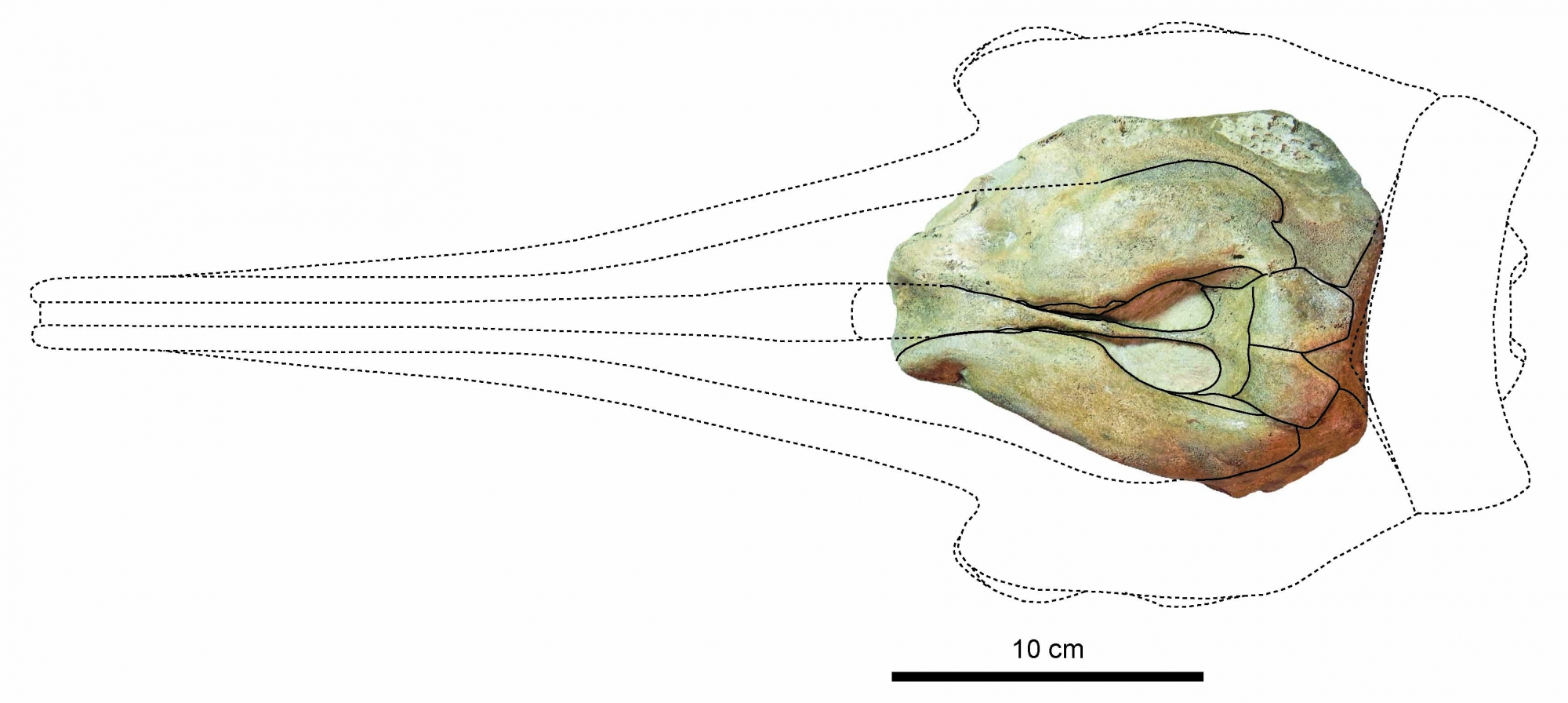 Waseda researchers discover the world’s oldest true dolphin species – rewrite the known fossil record