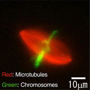 Figure 1: Fluorescent image showing a rugby ball-shaped spindle apparatus inside an egg extract from Xenopus, a genus of aquatic frogs.