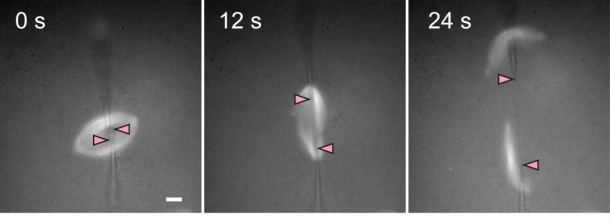 Figure 2: Cutting of a spindle. Spindle microtubules were labeled with a fluorescent dye. To complete the cutting, a pair of glass microneedles were inserted into the spindle and moved to the opposite directions. Needle tip positions are shown by pink arrowheads. The scale bar indicates 10 µm.