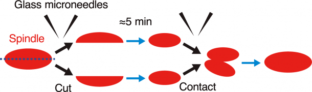 Figure 3: Schematic diagram of the experimental results. When two fragments of a cut spindle come into contact with each other, they fuse together.