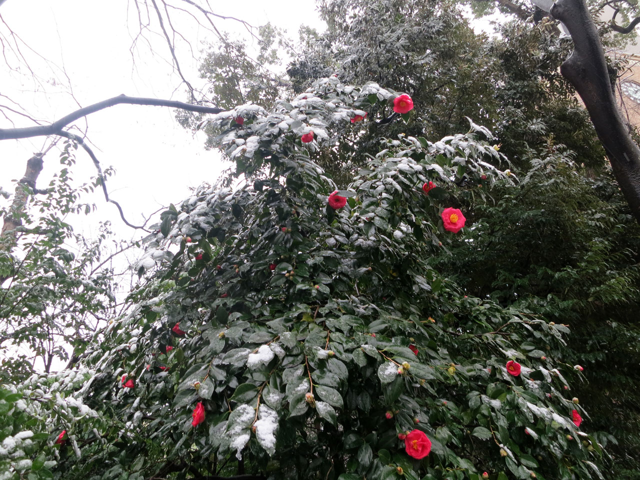 Snowy Waseda Campus