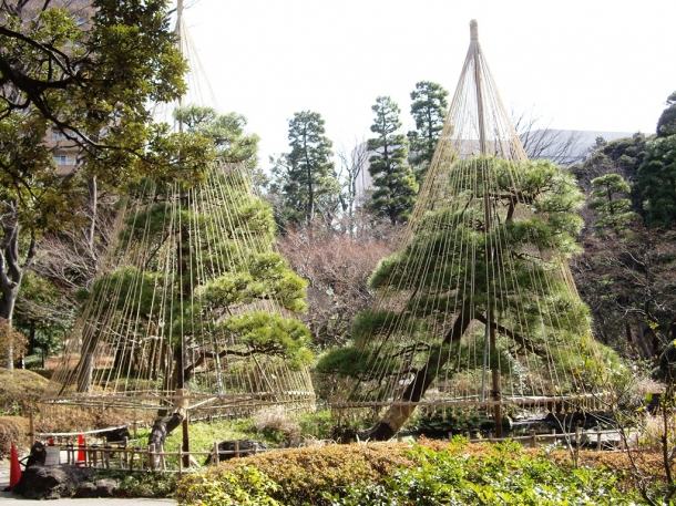 “Yukitsuri” are ropes that protect pine trees from snow