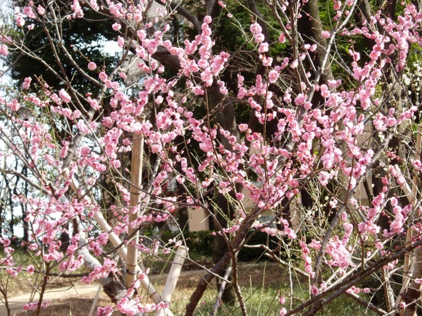Plum blossom trees announcing spring’s arrival