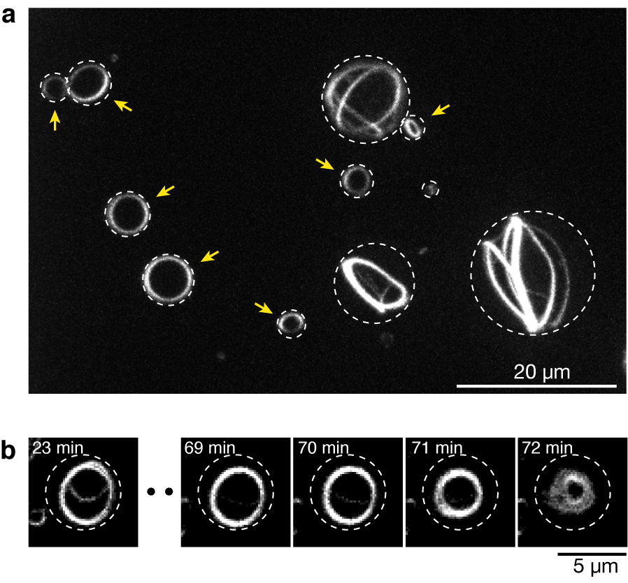 Cell division research expected to lead to containment of cancer cells and regenerative medical treatments