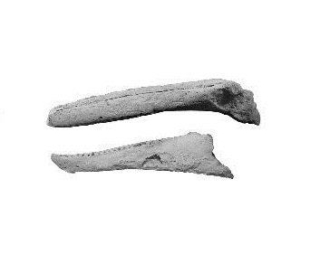 Fossils provide insight into porpoises’ evolutionary process