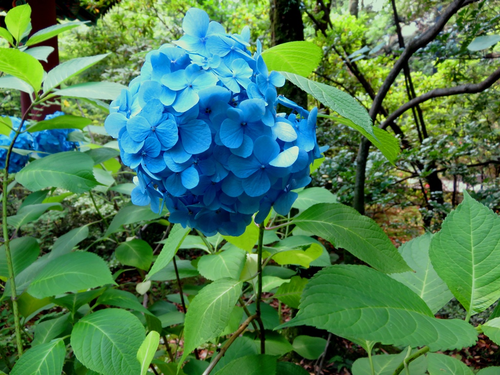Rainy season at Waseda