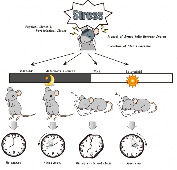 Researchers reveal how stress levels affect biological clock Waseda