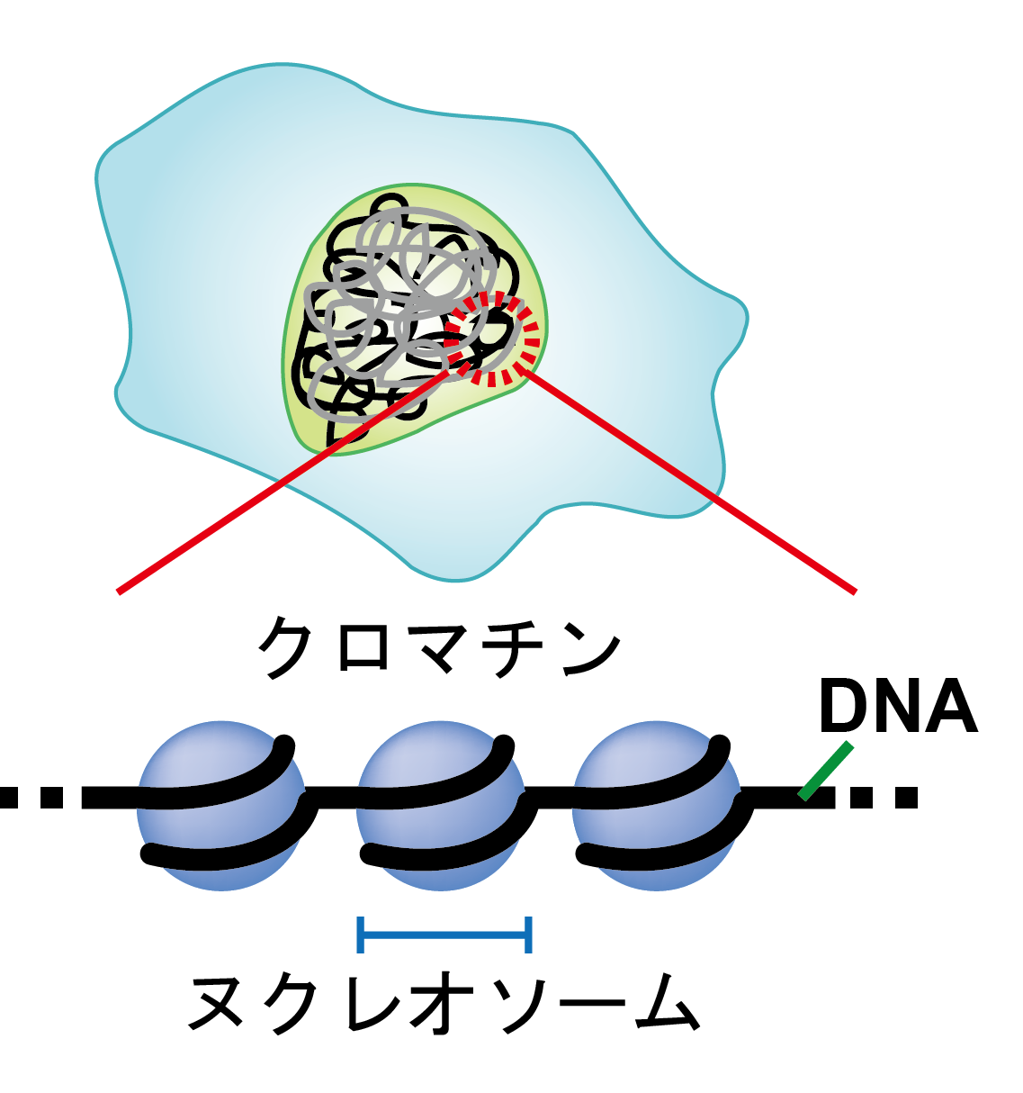 Group of researchers discover how damaged DNA induced by UV light is repaired within chromatin structure