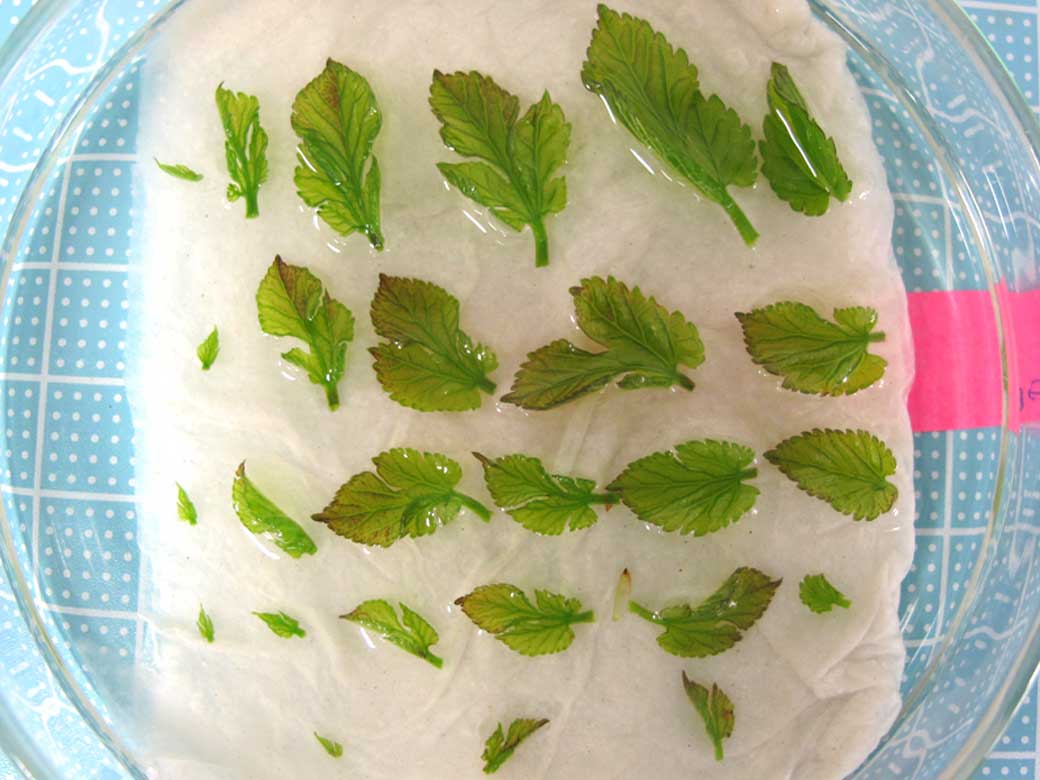 High school researchers discover opal phytolith in mulberry leaf