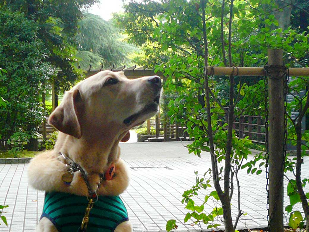A canine regular at Uni. Cafe 125