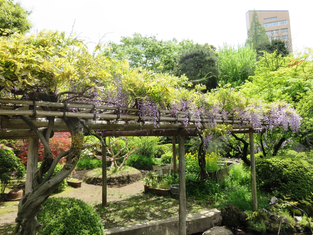 Soaking up the sun in Okuma Garden