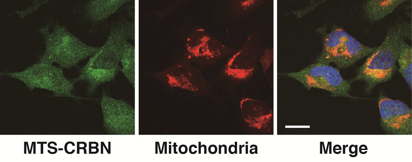 Discoveries on cereblon properties may lead to creating drugs effective for autosomal recessive nonsyndromic intellectual disability