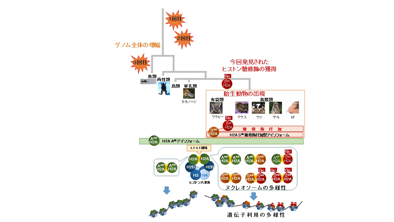 Discovery of new epigenetic mechanism linked to evolution of placental animals