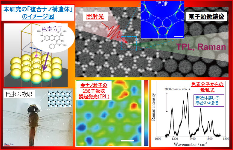 Hints from nature for ultimate chemical sensor