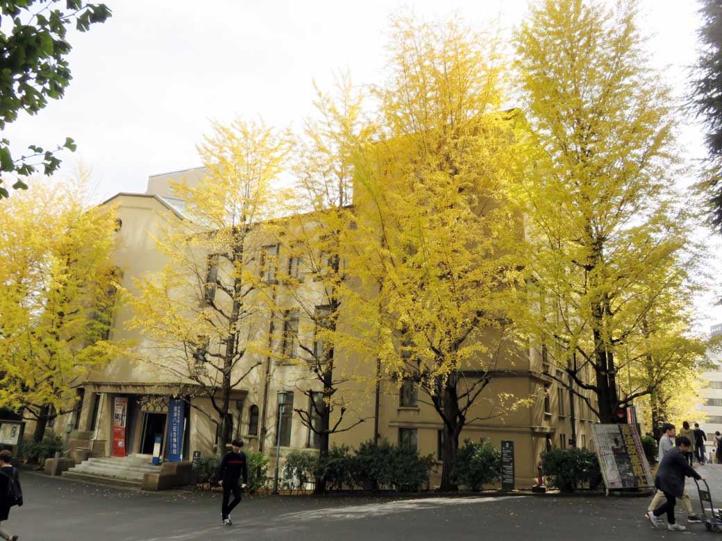 Autumn leaves at the Waseda Campus