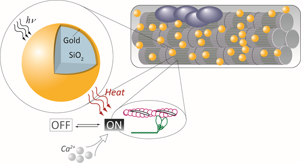 Near-infrared radiation for remote activation of muscle cells