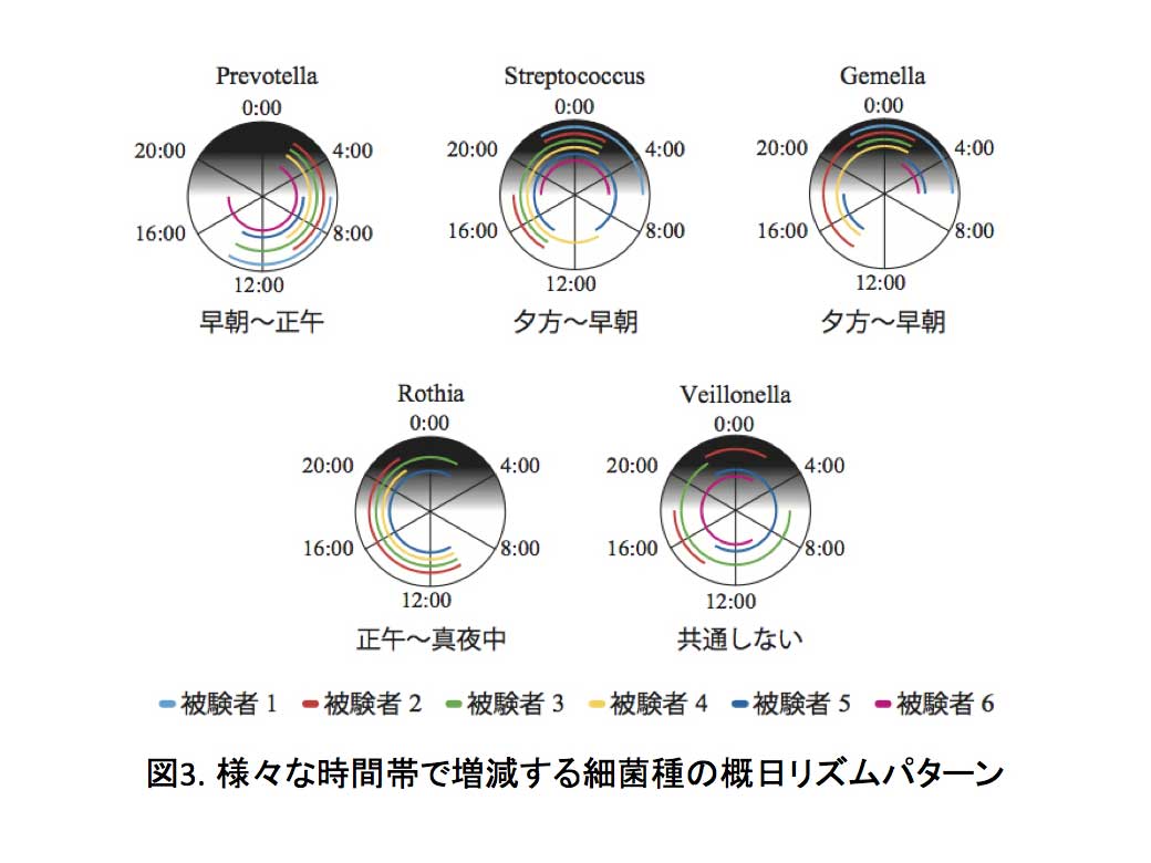 Health check with your saliva? Researchers find that salivary microbiome exhibits circadian rhythm