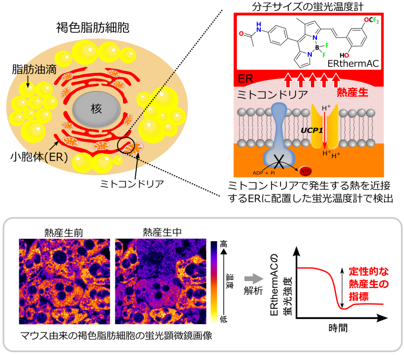 Visualizing temperature changes of the heat-producing “brown fat”