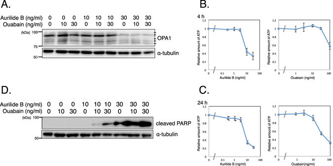 New method improves efficiency of shRNA screening