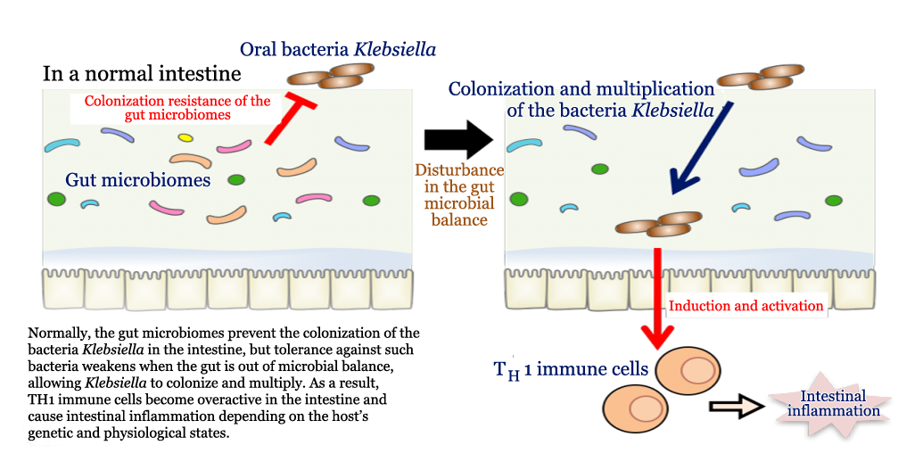 Oral bacteria in the gut could drive immune cell induction and inflammatory bowel disease