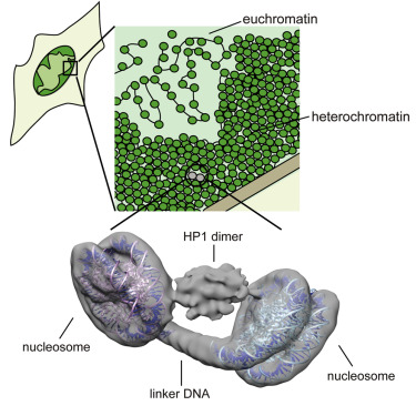 Cryo-electron microscopy reveals shape of heterochromatin