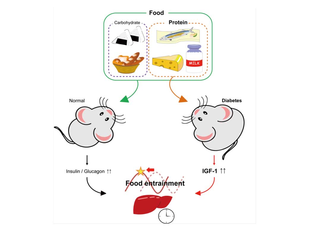 Protein and amino acid-only diet synchronizes liver circadian clock