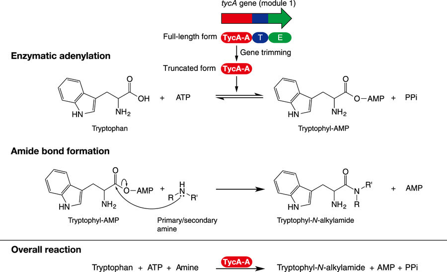 Newly-developed amide bond formation synthesizes diverse amide compounds with more efficiency