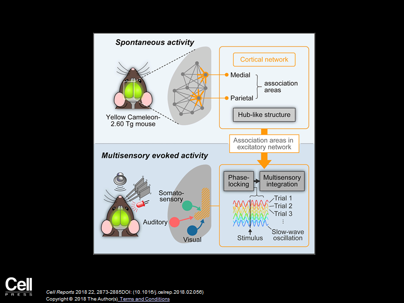 Visualization of cortical network activities induced by multisensory inputs by cell-type-specific, wide-field FRET-based calcium imaging