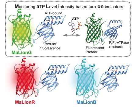 Multicolor ATP indicators enable simultaneous visualization of subcellular ATP dynamics