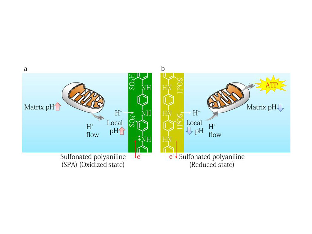 First demonstration of protonic biotransducer connecting to living mitochondria