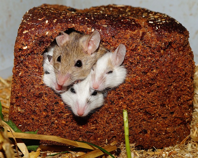 How friendly mice can affect their lonely cagemates