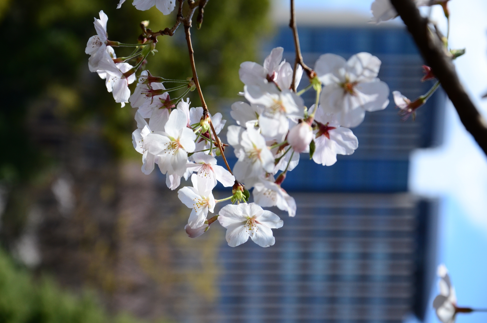 Entrance ceremonies for Spring 2019 held at Waseda Arena