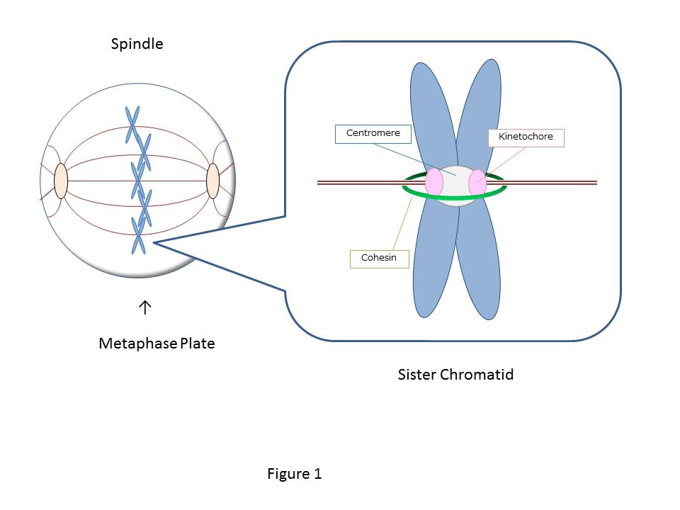 Tension sensor system required for even chromosome segregation