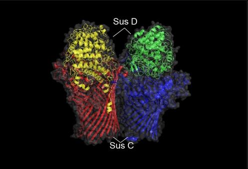 Understanding gut microbiota, one cell at a time