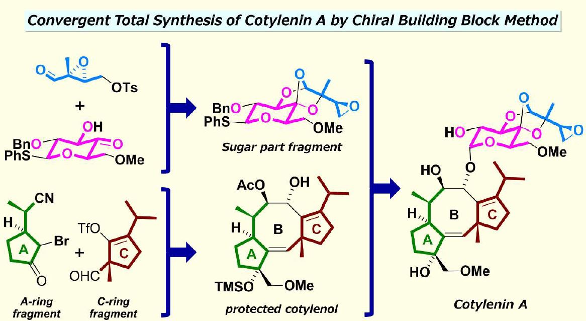 Total synthesis of cotylenin A for a new anticancer drug without side effects