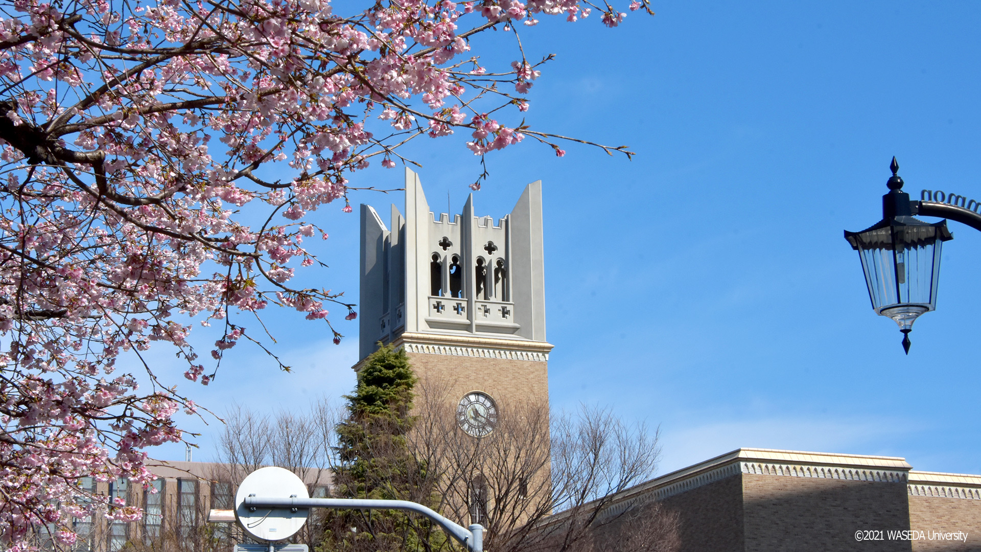 Virtual background images on the theme of “Spring at Waseda”