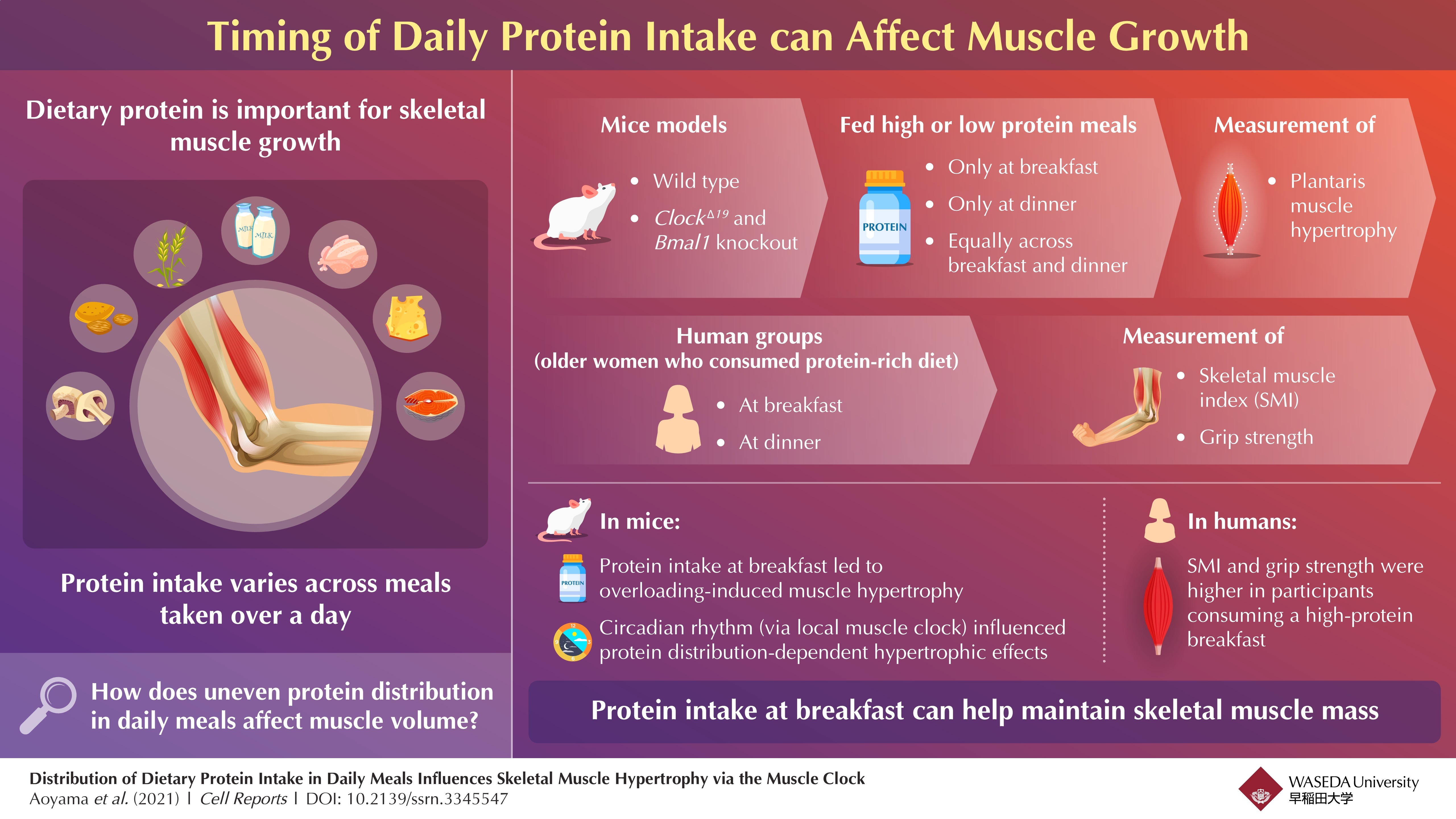 Progressive Charlestown Timing Matters For Protein Intake