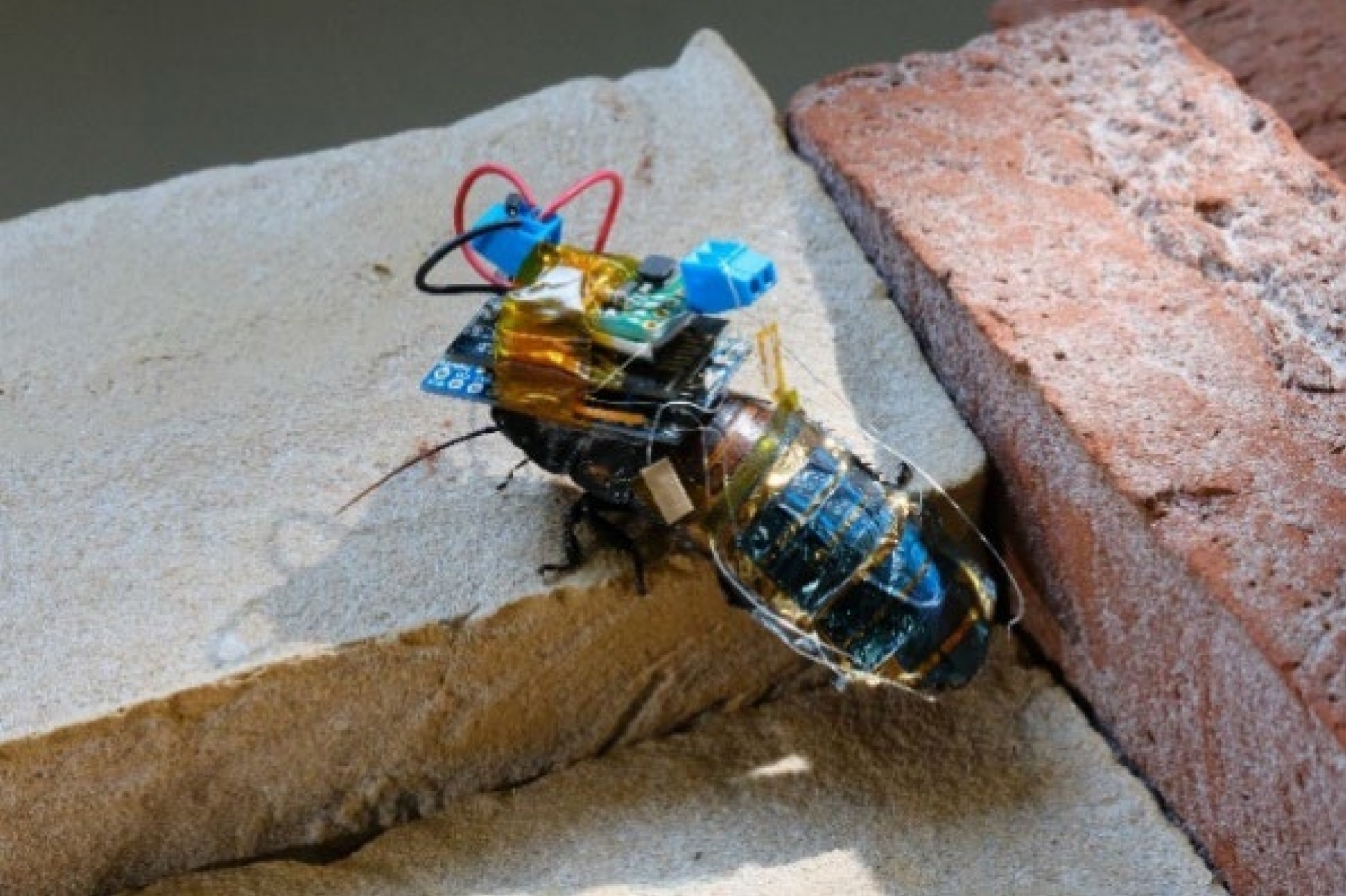 Remote-controlled cockroaches could be dispatched to monitor dangerous environments not easily accessible to humans