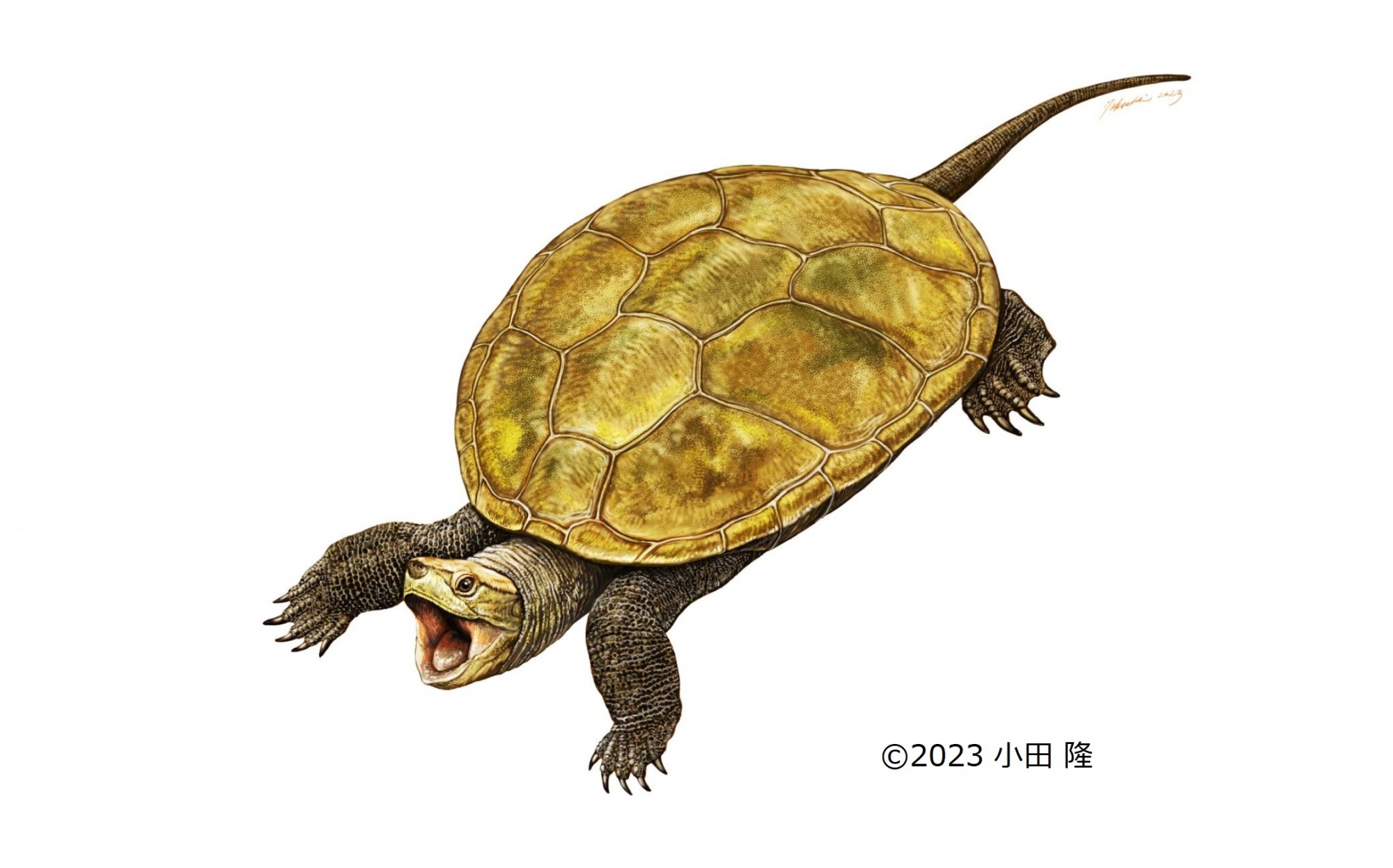 Discovery of a new species of turtle in Kuji City, Iwate Prefecture