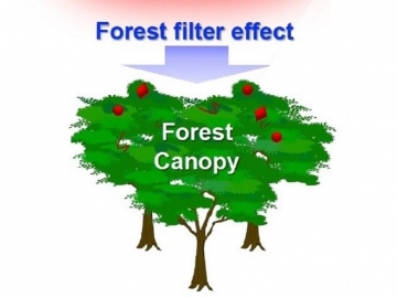 World’s first demonstration that forests trap airborne microplastics