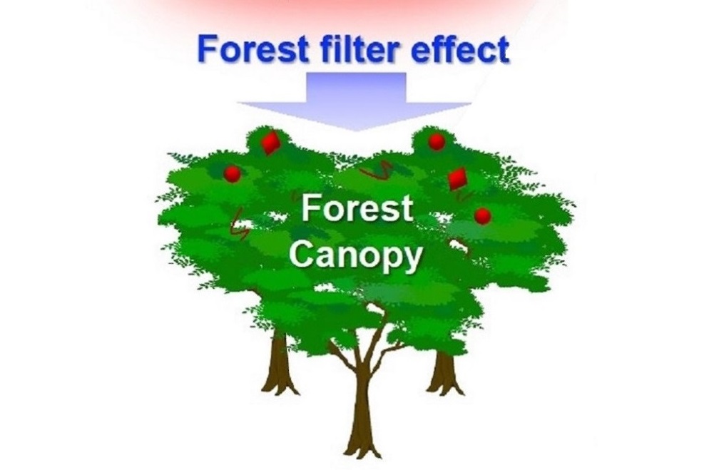 World’s first demonstration that forests trap airborne microplastics