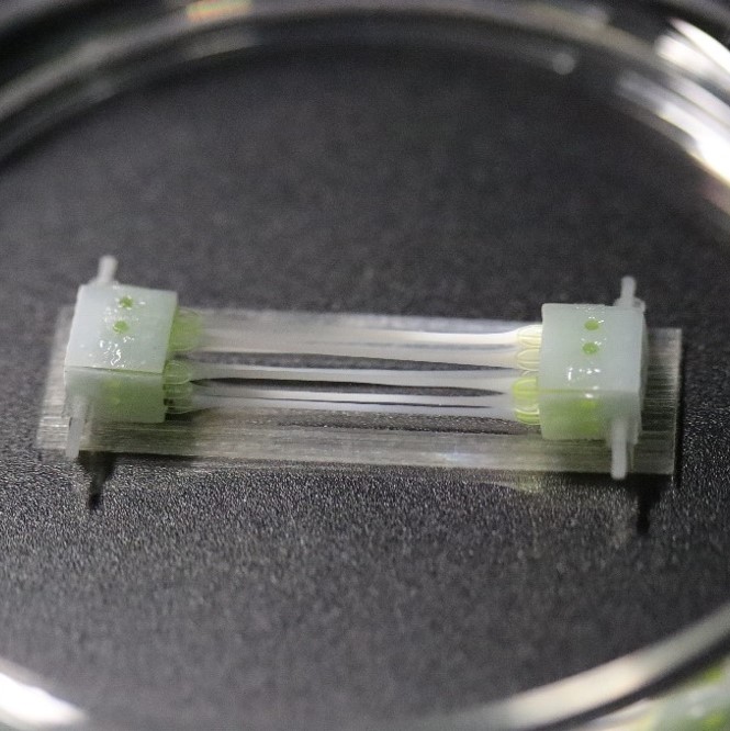 Biohybrid hand gestures with human muscles