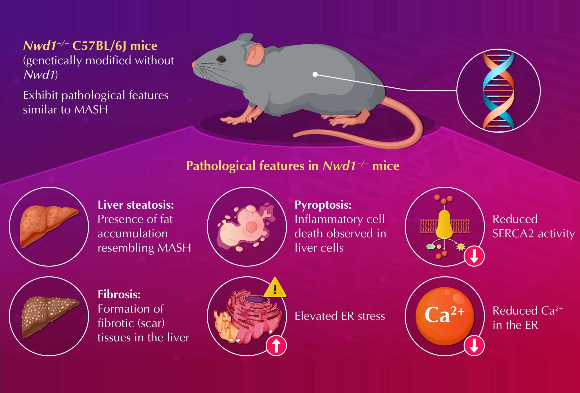 Nwd1 Gene Deletion Triggers MASH-Like Pathology in Mice: A New Scientific Breakthrough