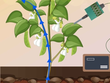 Novel Biosensor Allows Real-Time Monitoring of Sucrose Uptake in Plants